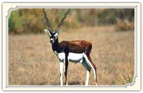 Mahavir Harina Vanasthali National Park Hyderabad